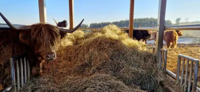 Tiere in der Ferienwohnung oder in der Nähe