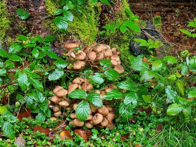 Ein Garten an der Unterkunft Achat
