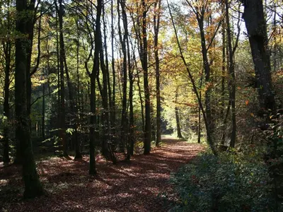 Naturlandschaft in der Nähe des Ferienhauses