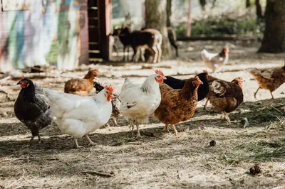 Grundriss der Unterkunft Eifelhüttchen Rotkehlchen