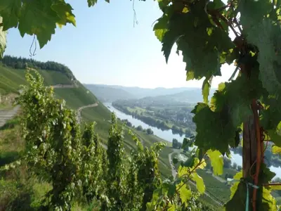 Grundriss der Unterkunft Wine Country Apartment