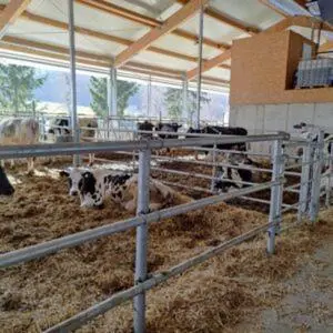 Tiere in der Ferienwohnung oder in der Nähe