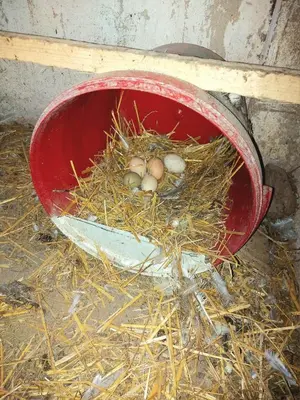 Tiere in der Ferienwohnung oder in der Nähe