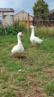 Tiere in der Ferienwohnung oder in der Nähe