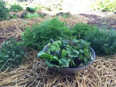 Ein Garten an der Unterkunft Haus AchtsamZeit