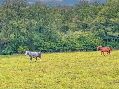 Tiere in der Ferienwohnung oder in der Nähe