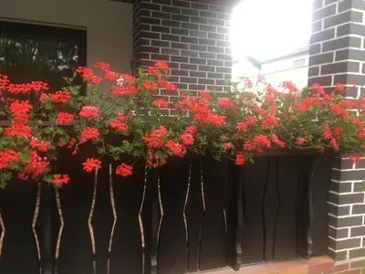 Ein Garten an der Unterkunft Ferienwohnung Hildenbrand