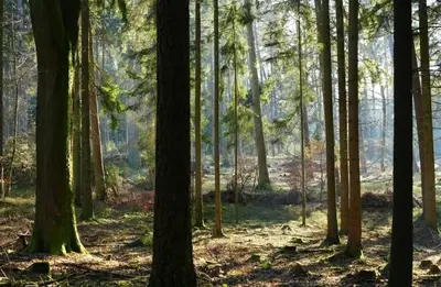 Naturlandschaft in der Nähe der Ferienwohnung