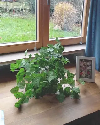 Ein Garten an der Unterkunft Ferienwohnung Melba