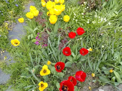 Ein Garten an der Unterkunft Ferienwohnung Melba