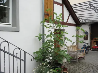 Ein Garten an der Unterkunft Historisches Ferienhaus Abteistraße