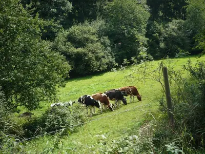 Tiere in der Ferienwohnung oder in der Nähe