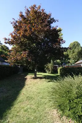 Ein Garten an der Unterkunft Alte Praxis - Zentral & ruhig in Simmern! Stellplatz
