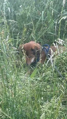 Tiere in der Villa oder in der Nähe