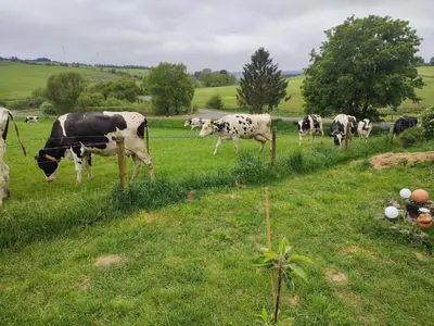Tiere im Ferienhaus oder in der Nähe