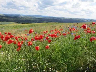 Naturlandschaft in der Nähe des Ferienhauses