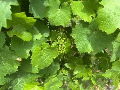 Ein Garten an der Unterkunft Hermes-Lex Weingut