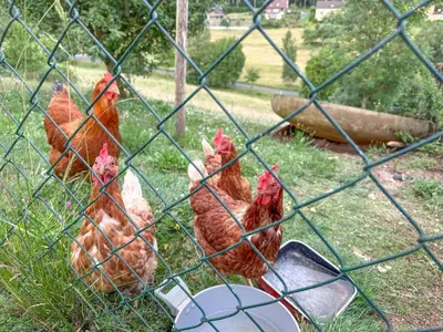 Tiere im Ferienhaus oder in der Nähe