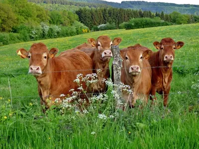 Tiere in der Zelt-Lodge oder in der Nähe