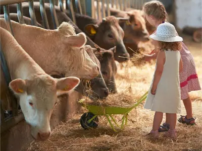 Tiere im Ferienhaus oder in der Nähe