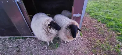 Tiere in der Ferienwohnung oder in der Nähe