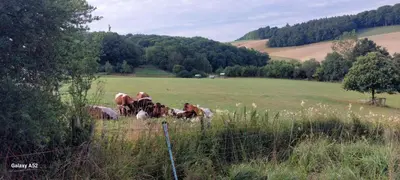 Tiere in der Ferienwohnung oder in der Nähe