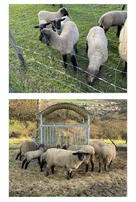 Tiere in der Ferienwohnung oder in der Nähe