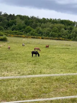 Tiere in der Ferienwohnung oder in der Nähe