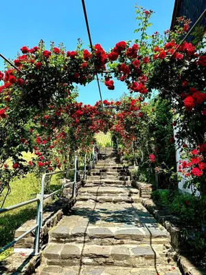 Ein Garten an der Unterkunft Winelicious - Arrive & Enjoy