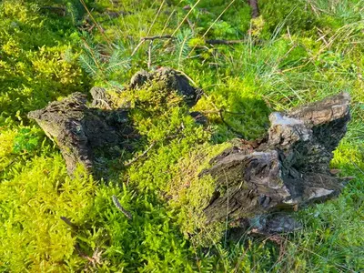 Naturlandschaft in der Nähe der Zelt-Lodge