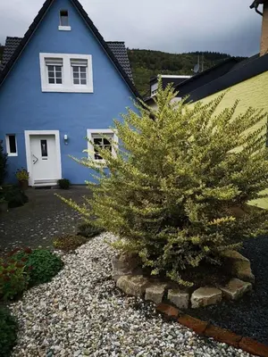 Ein Garten an der Unterkunft Das blaue Haus