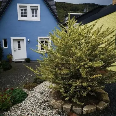 Das blaue Haus