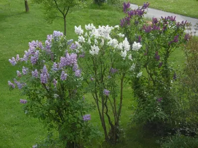 Ein Garten an der Unterkunft Haus Hochwaldhöhe