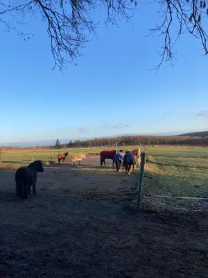 Tiere in der Ferienwohnung oder in der Nähe