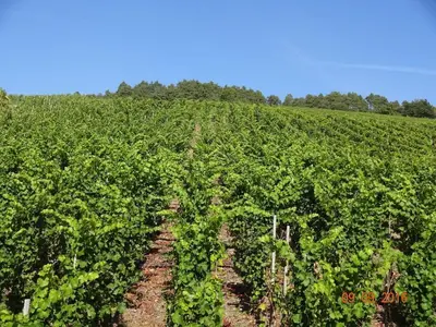 Grundriss der Unterkunft 2 Weinhaus Marmann