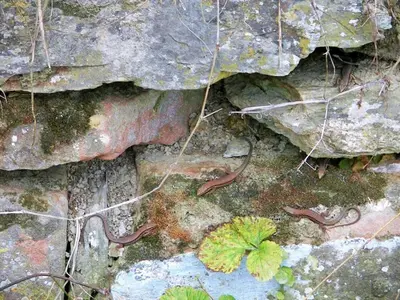 Naturlandschaft in der Nähe des Ferienhauses