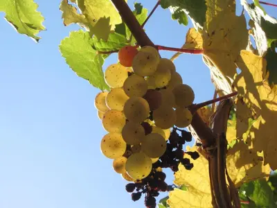 Grundriss der Unterkunft Weingut Rebenhof