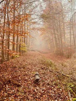 Naturlandschaft in der Nähe der Ferienwohnung
