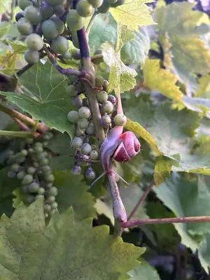 Ein Garten an der Unterkunft Ferienwohnung Kirchberg - Andernach am Rhein