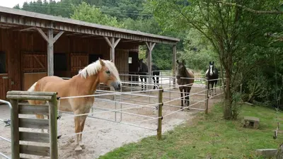 Tiere in der Ferienwohnung oder in der Nähe
