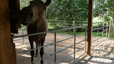 Tiere in der Ferienwohnung oder in der Nähe