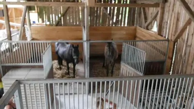 Tiere in der Ferienwohnung oder in der Nähe