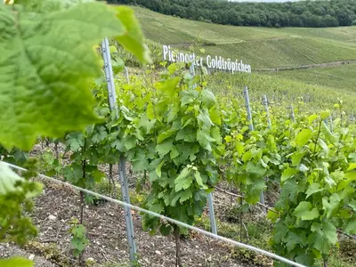Ein Garten an der Unterkunft Ferienwohnung Weller
