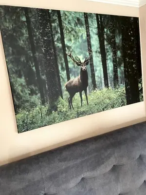 Tiere in der Ferienwohnung oder in der Nähe