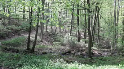 Naturlandschaft in der Nähe des Ferienhauses