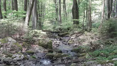 Naturlandschaft in der Nähe des Ferienhauses