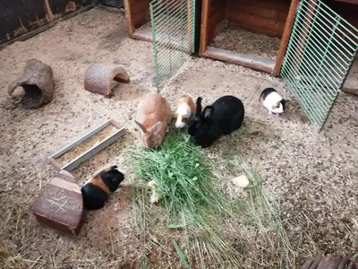 Tiere in der Ferienwohnung oder in der Nähe