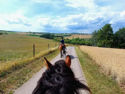 Tiere in der Ferienwohnung oder in der Nähe