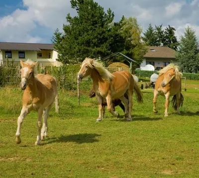Tiere im Gasthaus oder in der Nähe