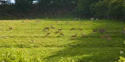 Ein Garten an der Unterkunft Haus Sonnenschein
